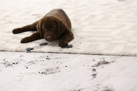 可爱的狗留下泥泞的爪子印在地毯上
