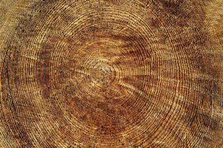 树圈木的横截面木头纹理与锯切开了一棵小树在被切开的, 针叶树
