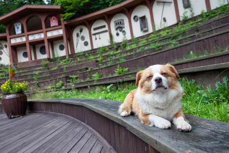韩国的一条狗的休息地