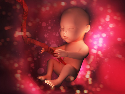 人体胚胎内部3d 插图图像