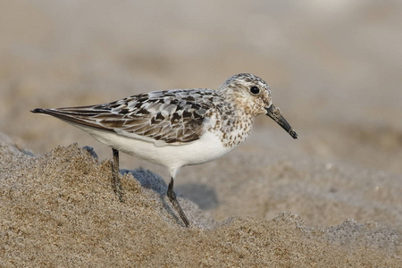 Sanderling Calidris 8月初在休伦湖海滩觅食加拿大安大略省