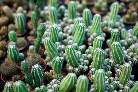 仙人掌植物在花盆, 农场, 花园