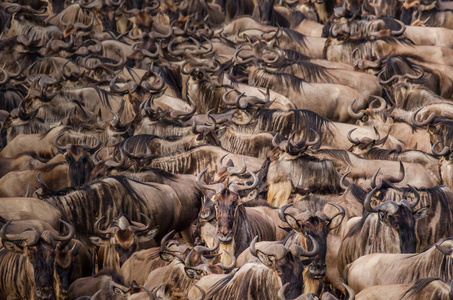 一只独角羚盯着一群等待穿越尼罗河的牛群, 马赛马拉, 肯尼亚