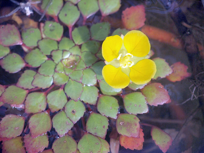 叶子和花在水的表面上