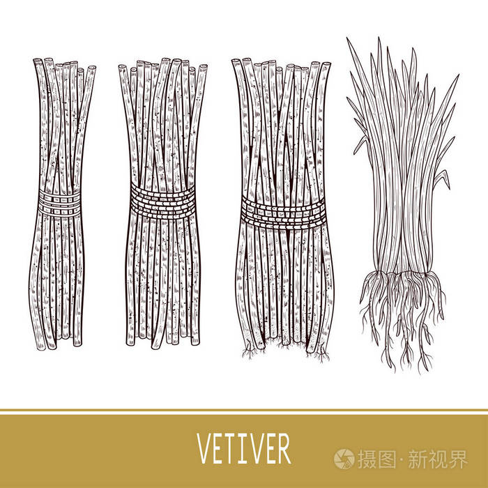 香根草植物素描叶根鞘束单色