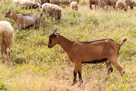 一群绵羊和山羊在希腊海岸的橄榄树中吃草照片