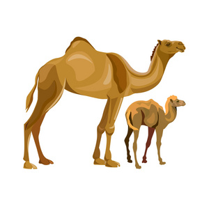 骆驼与她的小牛。在白色背景查出的向量例证