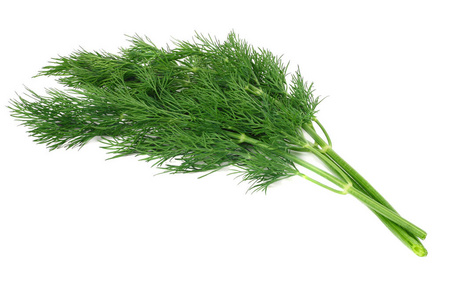 群的绿色莳萝图片-群的绿色莳萝素材-群的绿色莳萝插画-摄图新视界