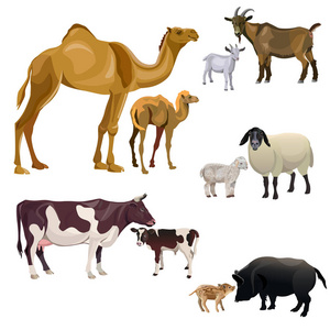 农场动物和他们的孩子。骆驼, 牛, 山羊, 绵羊和猪。在白色背景查出的向量例证