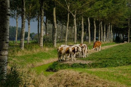 红荷斯坦奶牛在农田上