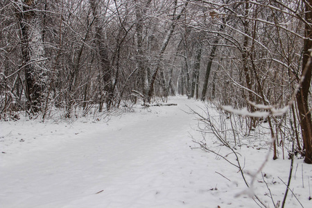 美丽的白雪覆盖的城市公园与树木和路径