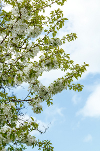 朵朵苹果花园春带很浅的焦点