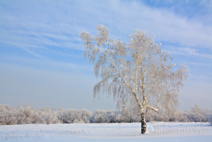 冬季景观与孤独的树和雪场