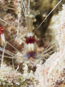 珊瑚的带状的虾