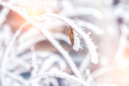 霜和雪在冬天森林树上图片