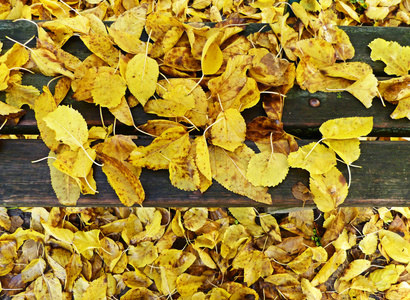 长凳上的叶子