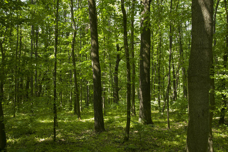 植物茂密图片-植物茂密素材-植物茂密插画-摄图新视界