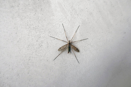 墙上的大蚊子