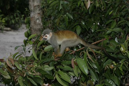 常见的松鼠猴，saimiri sciureus