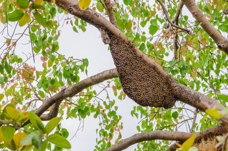 棕色 动物 树 群集 党支部 蜜蜂 食品