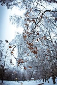 树在冬季公园的冰的分支