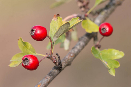 山楂红色浆果特写照片。whitethorn 的成熟 haws 与绿叶