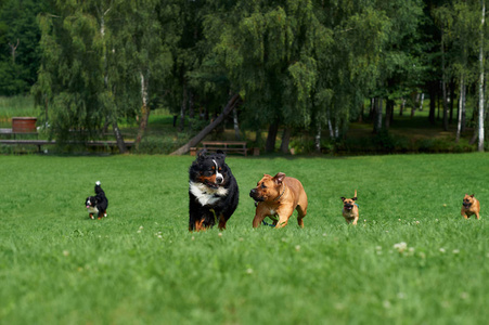 一大群狗金毛绿色幽谷夏季运行图片