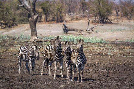 南非克鲁格国家公园的平原斑马马科动物马斑驴 burchellii 系列