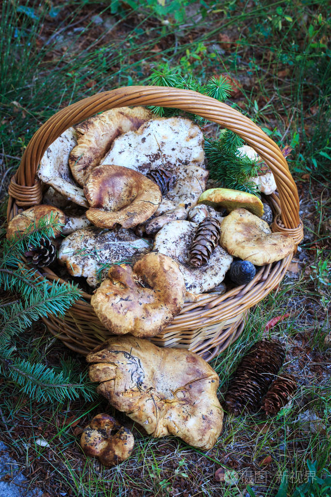 秋季聚会的蘑菇.与野蘑菇组成