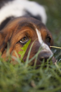 狗巴塞特猎犬, 选择性聚焦和小景深