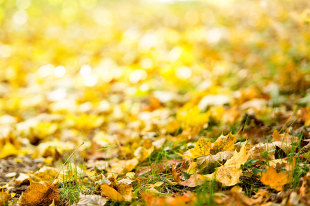 秋季背景。树叶落在草地上的地上