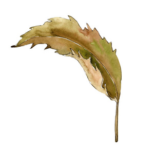 甜栗子叶。叶植物植物园花叶。独立的插图元素。背景纹理包装图案框架或边框的水彩画叶