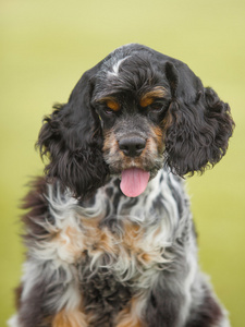 小狗可卡犬在绿色背景上的肖像