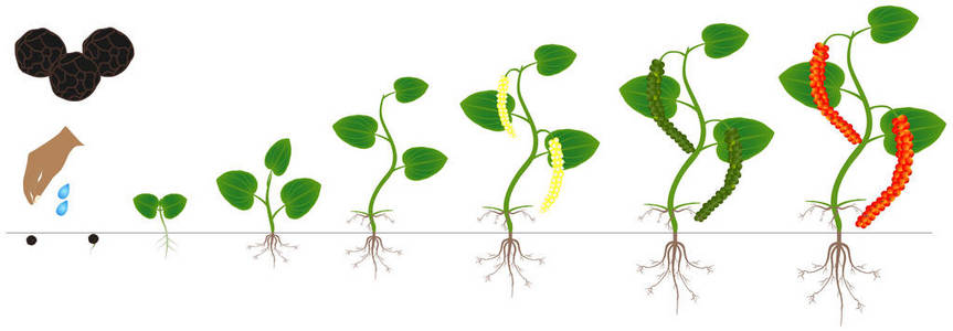 黑胡椒植株在白色背景下的生长周期