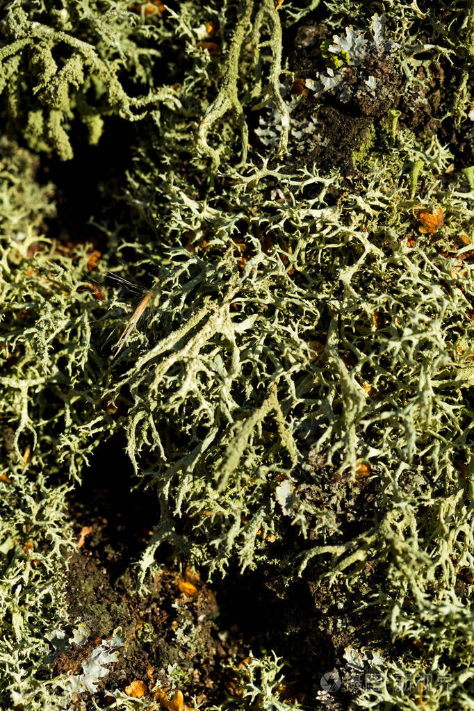 树皮上的苔藓地衣