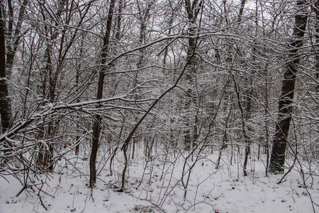美丽的白雪覆盖的城市公园与树木和路径