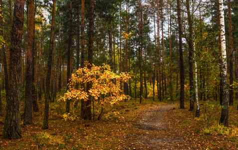 在秋天散步。走在树林里。秋天的颜色。秋叶。忧郁