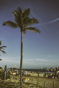 巴西里约热内卢依帕内玛海滩上的孤独棕榈树