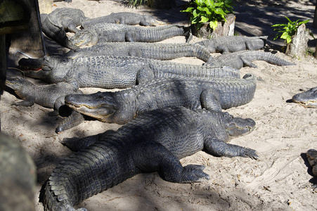 鳄鱼附近面对图片