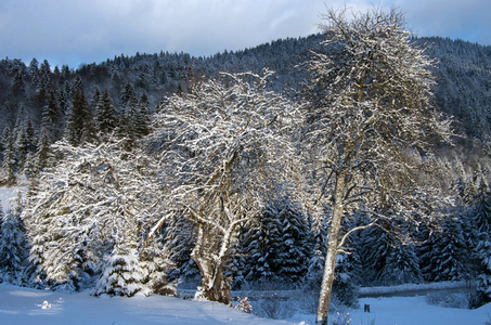 冬天在山上, 积雪覆盖的森林和积雪的丘陵背景。冬季山地景观