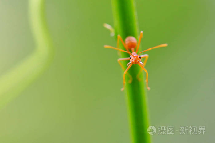 红色蚂蚁 Oecophylla smaragdina, 蚂蚁在树枝上的作用