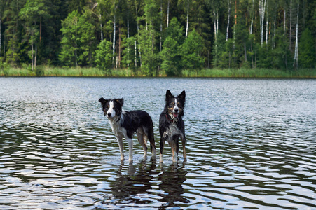 两只黑波尔多牧羊犬在湖里游泳