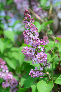 丁香花户外