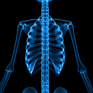 骨架的肋骨