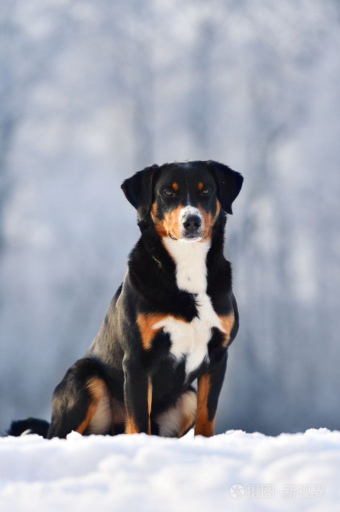 瑞士名犬图片