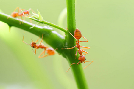 红色蚂蚁 Oecophylla smaragdina, 蚂蚁在树枝上的作用