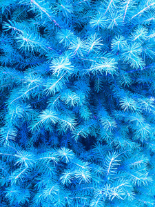 云杉树针叶植物设计图片