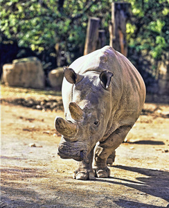 北白犀牛, Ceratotherium simum 麒麟, 今天只有最后两只犀牛