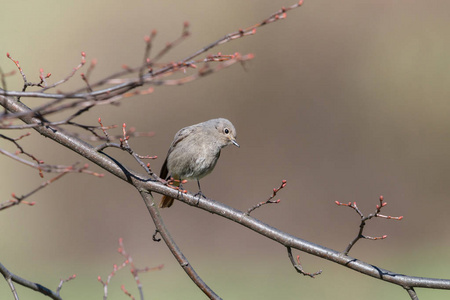 目标或黑色布拉勒 鸟 ochruros 是美丽的雀形目鸟与橙色尾巴.