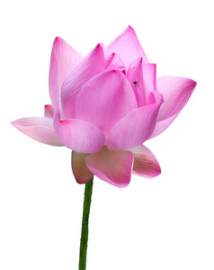 关闭粉红色莲花高分辨率在白色背景下隔离